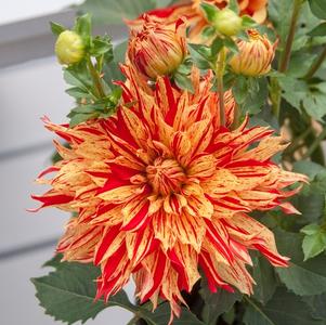 Dahlia 'Painter™ Sunfire' Dahlia 'Painter™ Sunfire'