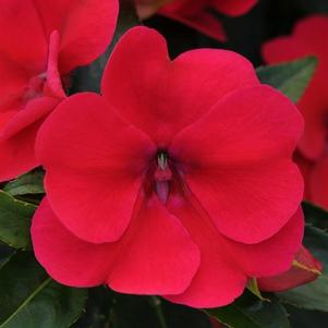 Impatiens 'Bounce™ Cherry' Impatiens 'Bounce™ Cherry'