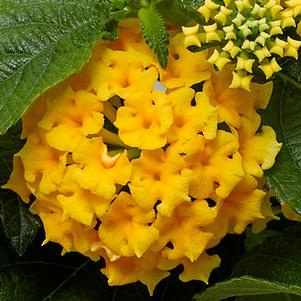 Lantana 'Bandolero™ Pineapple' Lantana 'Bandolero™ Pineapple'