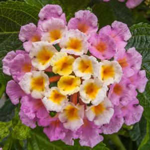 Lantana 'Bandolero™ Pink' Lantana 'Bandolero™ Pink'
