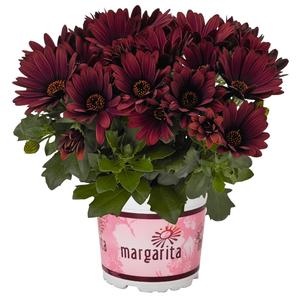 Osteospermum 'Margarita Rioja Red' Osteospermum 'Margarita Rioja Red'