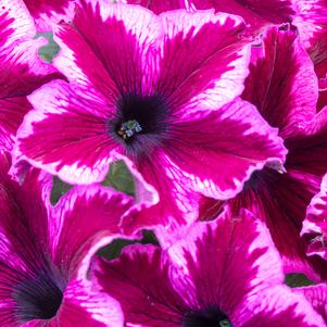 Petunia 'Crazytunia® Cosmic Pink' Petunia 'Crazytunia® Cosmic Pink'