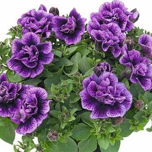 Petunia 'Double Veranda Compact Double Sugar Plum' Petunia 'Double Veranda Compact Double Sugar Plum'