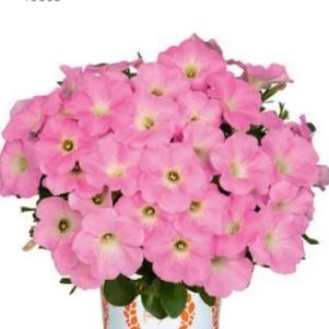 Petunia 'Potunia® Cotton Candy' Petunia 'Potunia® Cotton Candy'