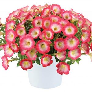 Petunia 'Scoop® Sweet Punch' Petunia 'Scoop® Sweet Punch'