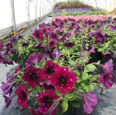 Petunia 'Splash Dance™ Magenta Mambo' Petunia 'Splash Dance™ Magenta Mambo'