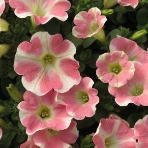 Petunia 'Surfinia Heartbeat Improved' Petunia 'Surfinia Heartbeat Improved'