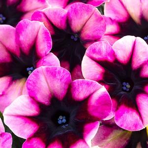 Petunia 'Crazytunia® Blackberry Jam' Petunia 'Crazytunia® Blackberry Jam'