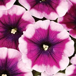 Petunia 'Crazytunia® Passion Punch' Petunia 'Crazytunia® Passion Punch'