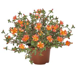 Portulaca 'Cupcake Orange Touch sub Orange Zest' Portulaca 'Cupcake Orange Touch sub Orange Zest'