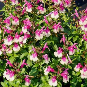 Salvia greggii 'Mirage™ Rose Bicolor' Salvia greggii 'Mirage™ Rose Bicolor'
