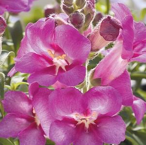 Snapdragon 'Rosey Dragon™' Snapdragon 'Rosey Dragon™'