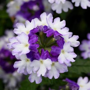 Verbena 'Firehouse Blue Fizz' Verbena 'Firehouse Blue Fizz'
