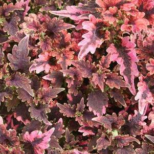Coleus 'Plum Parfait' Coleus 'Plum Parfait'