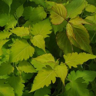 Leycesteria formosa 'Jealousy' Leycesteria formosa 'Jealousy'