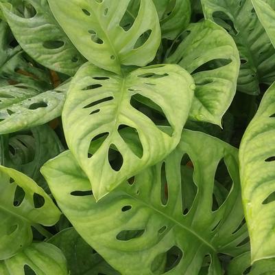 Philodendron 'Swiss Cheese' Philodendron 'Swiss Cheese'