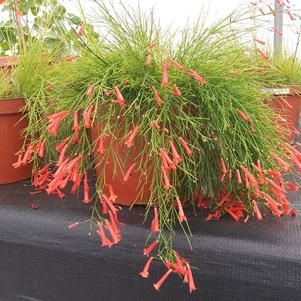 Russelia equisetiformis 'Firecracker Plant'