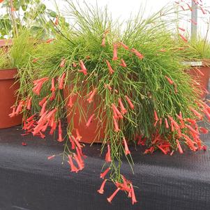 Russelia equisetiformis Firecracker Plant