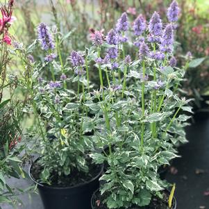 Agastache 'Crazy Fortune' Agastache 'Crazy Fortune'