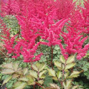 Astilbe chinensis 'Mighty™ Red Quinn' Astilbe chinensis 'Mighty™ Red Quinn'