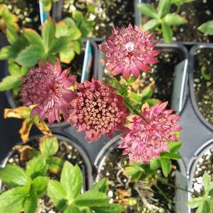 Astrantia 'Purple Joyce' Astrantia 'Purple Joyce'