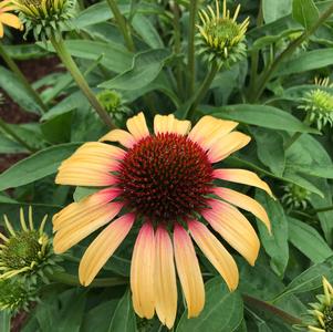 Echinacea 'Smoothie™ Strawberry Mango' Echinacea 'Smoothie™ Strawberry Mango'