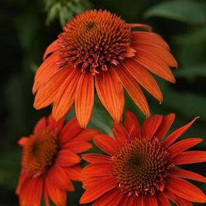 Echinacea x hybrida Sombrero® Fiesta Orange