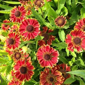 Helenium autumnale Mariachi™ Bandera