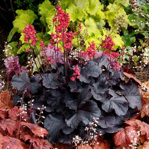 Heuchera Black Forest Cake