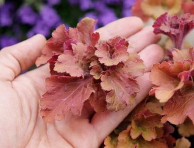 Heuchera 'Frilly' Heuchera 'Frilly'