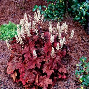 Heucherella 'Peach Tea' Heucherella 'Peach Tea'