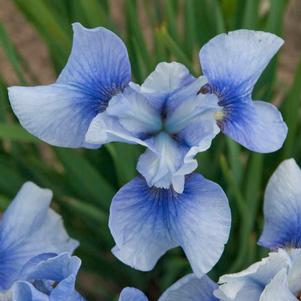 Iris sibirica 'Sky Mirror' Iris sibirica 'Sky Mirror'
