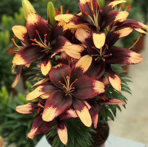 Lilium 'Lily Looks™ Tiny Epic' Lilium 'Lily Looks™ Tiny Epic'