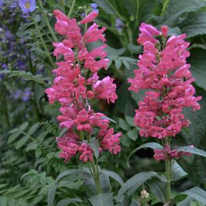 Penstemon barbatus 'Pinacolada™ Rose Red Shades' Penstemon barbatus 'Pinacolada™ Rose Red Shades'