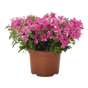 Phlox interspecific 'Woodlander Pink' Phlox interspecific 'Woodlander Pink'
