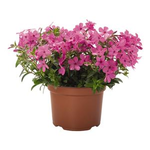 Phlox interspecific Woodlander Pink