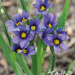 Sisyrinchium idahoense var. macounii Moody Blues