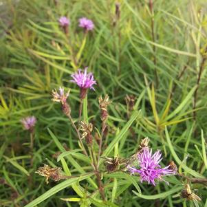 Vernonia 'Summer's Swan Song' Vernonia 'Summer's Swan Song'