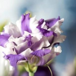 Lisianthus 'Corelli 2 Delft Blue' Lisianthus 'Corelli 2 Delft Blue'
