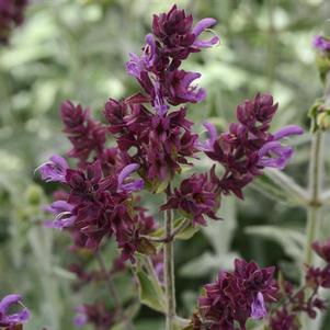 Salvia canariensis 'Lancelot' Salvia canariensis 'Lancelot'