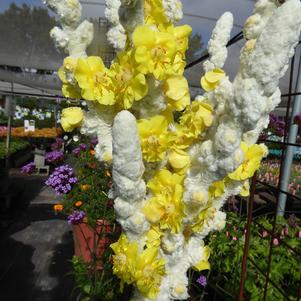 Verbascum bombyciferum 'Artic Summer' Verbascum bombyciferum 'Artic Summer'