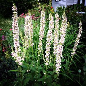 Verbascum chaixii 'Wedding Candles' Verbascum chaixii 'Wedding Candles'