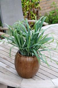 Carex laxiculmis 'Bunny Blue® HOBB' Carex laxiculmis 'Bunny Blue® HOBB'