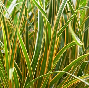 Carex oshimensis 'Evercolor® Everglow' Carex oshimensis 'Evercolor® Everglow'