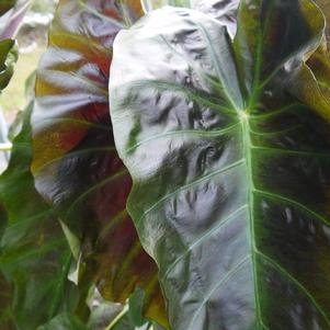 Colocasia 'Royal Hawaiian® Aloha' Colocasia 'Royal Hawaiian® Aloha'