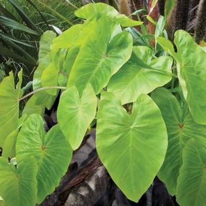 Colocasia 'Royal Hawaiian® Maui Gold' Colocasia 'Royal Hawaiian® Maui Gold'