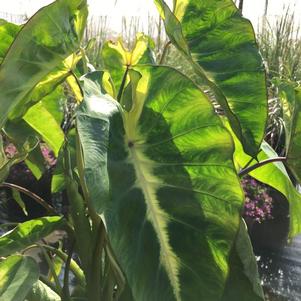 Colocasia 'Royal Hawaiian® Maui Sunrise' Colocasia 'Royal Hawaiian® Maui Sunrise'
