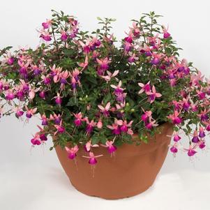 Fuchsia 'Sunbeam® Lambada' Fuchsia 'Sunbeam® Lambada'