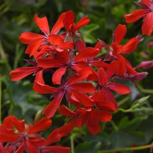 Geranium 'Balcon Red' Geranium 'Balcon Red'