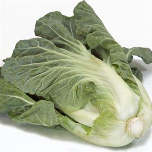 Cabbage, non-heading 'Sweet Thang' Cabbage, non-heading 'Sweet Thang'